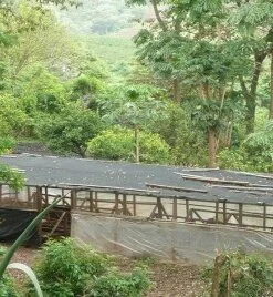 Tanzania Ngila Estate Kent - kawa ziarnista jasno palona specialty Colbergcoffee 250 g, zdjęcie 10