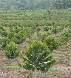 image 2 Tanzania Ngila Estate Kent 250 g