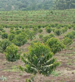 Tanzania Ngila Estate Kent - kawa ziarnista jasno palona specialty Colbergcoffee 250 g, zdjęcie 14