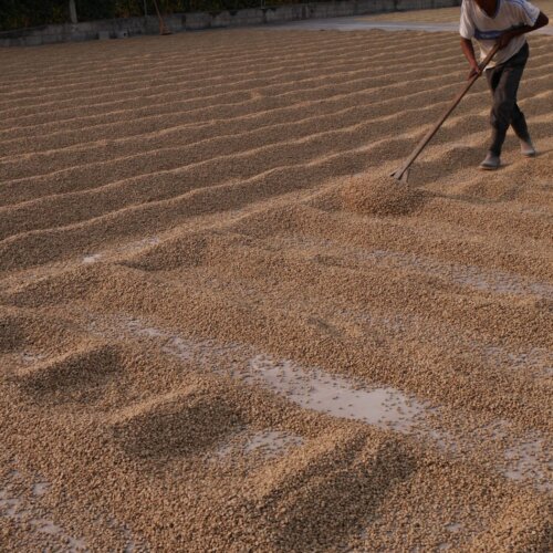 Gwatemala Coban - kawa ziarnista jasno palona specialty | Colbergcoffee - obrazek 2
