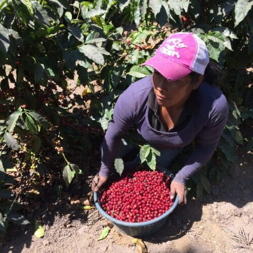 Gwatemala Coban - kawa ziarnista jasno palona specialty | Colbergcoffee - obrazek 4