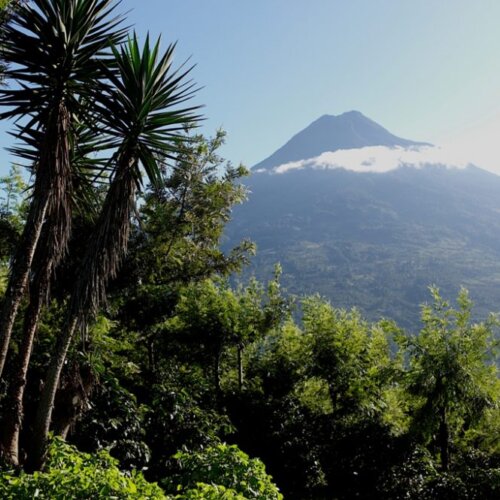 Gwatemala Coban - kawa ziarnista jasno palona specialty | Colbergcoffee - obrazek 5