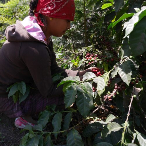 Gwatemala Coban - kawa ziarnista jasno palona specialty | Colbergcoffee - obrazek 3