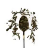 sencha
