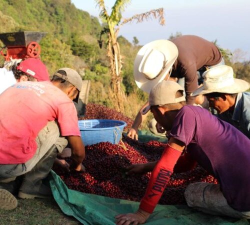 Kawa ziarnista Honduras Guara Verde - obrazek 2