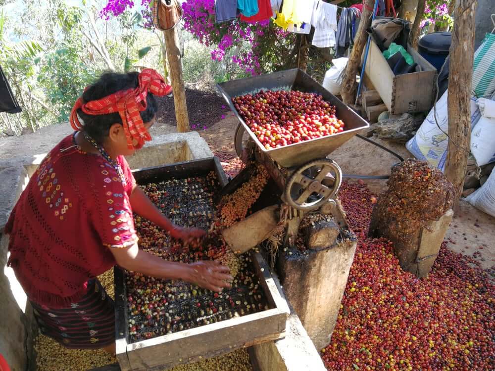 Gwatemala Huehuetenango Kawa Specialty. Nasza jasno palona kawa z regionu Huehuetenango w Gwatemali to 100% Arabica gatunku Bourbon, przetwarzana metodą mytą, co pozwala zachować czystość i wyrazistość smaku