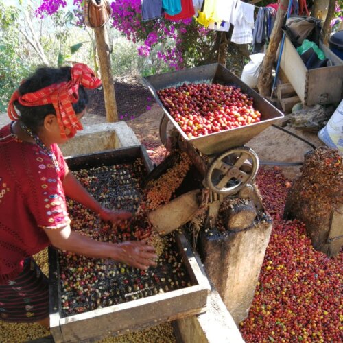 Gwatemala Huehuetenango - kawa ziarnista jasno palona specialty | Colbergcoffee 250 g - obrazek 4
