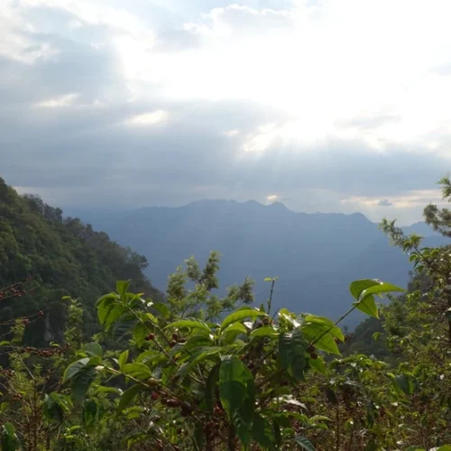 Alternative view of Gwatemala Huehuetenango Kawa Specialty - Kawa ziarnista jasno palona | 250 g