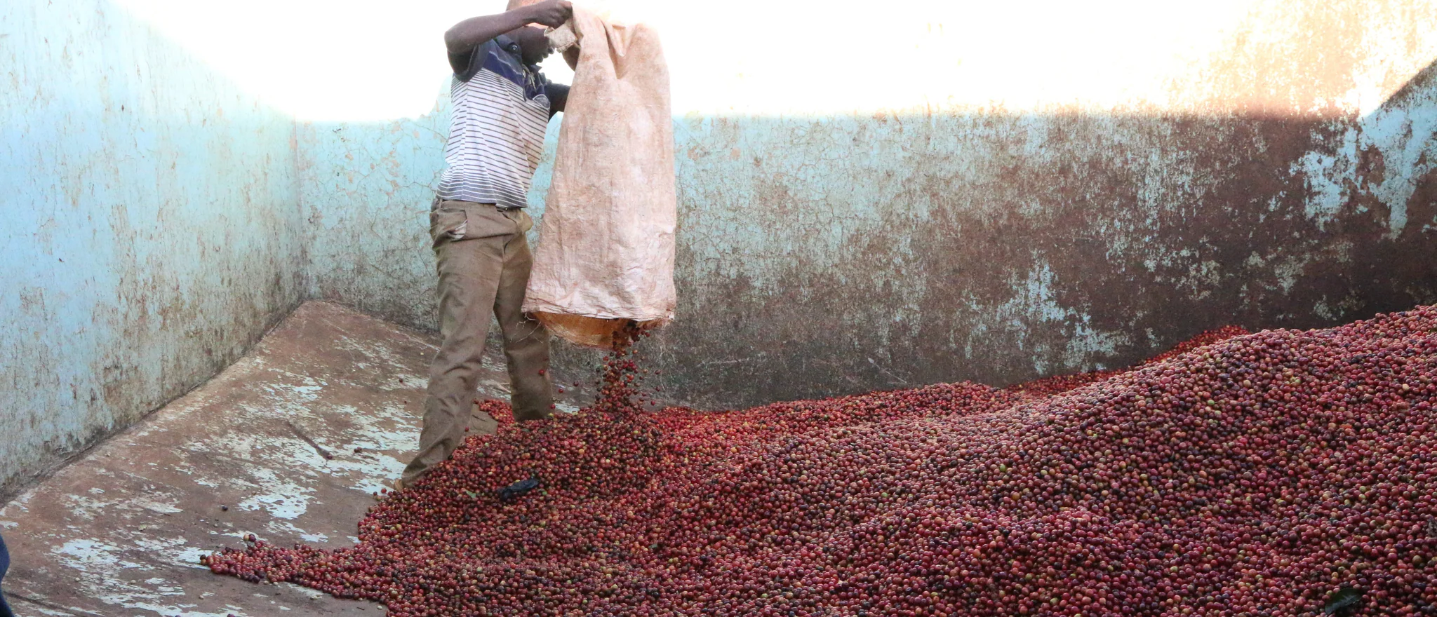 Kenia jest jednym z najważniejszych producentów kawy specialty na świecie. Historia kawy w tym kraju rozpoczęła się w XIX wieku, kiedy pierwsze sadzonki zostały sprowadzone z Etiopii. W XX wieku francuscy misjonarze wprowadzili cenne odmiany Bourbon, które przyczyniły się do rozwoju kenijskiego przemysłu kawowego. Dziś Kenia słynie z wyjątkowej jakości swoich ziaren, które cieszą się uznaniem na całym świecie.