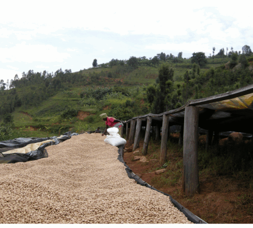 Burundi Butihinda Filtr - kawa ziarnista jasno palona specialty | Colbergcoffee 250 g - obrazek 5