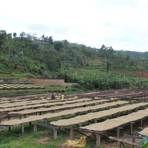 Burundi Butihinda Filtr - kawa ziarnista jasno palona specialty | Colbergcoffee 250 g - obrazek 3