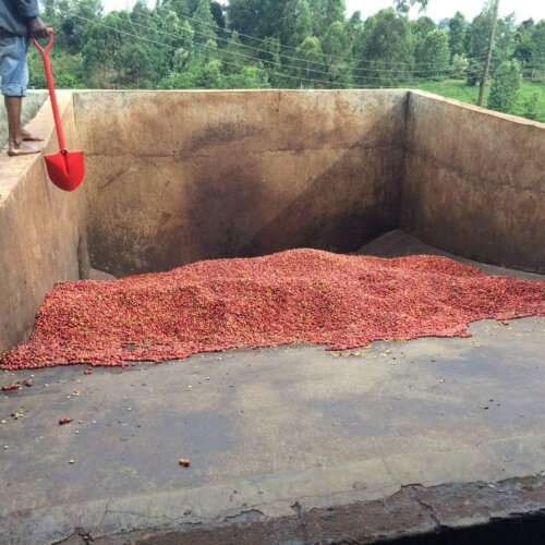 Kenya Rungeto Karimikui Kenia Rungeto Karimikui – kawa ziarnista jasno palona specialty z Kirinyaga 250 g