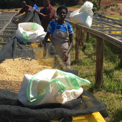 Rwanda Sake Farm - kawa ziarnista jasno palona Specialty Colbergcoffee 250 g, zdjęcie 4