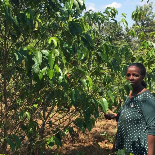 Rwanda Sake Farm - kawa ziarnista jasno palona Specialty Colbergcoffee 250 g, zdjęcie 3