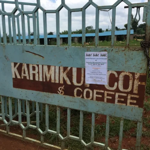 kawa z kenii