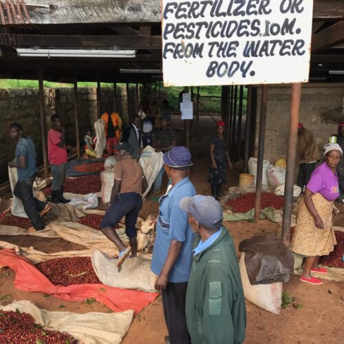 f9b168b8d11b2a90f9c0df0b0ca520a5 scaled Kenia Rungeto Karimikui – kawa ziarnista jasno palona specialty z Kirinyaga 250 g
