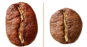 arabica robusta male min 1 e1679869456986 Gatunki kawy. Arabica czy Robusta?