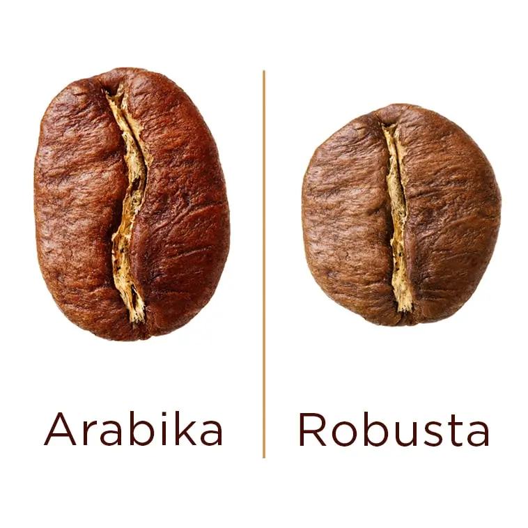 arabica robusta male min Kawa z Indii – charakterystyczne cechy ziarnistych kaw z Indii
