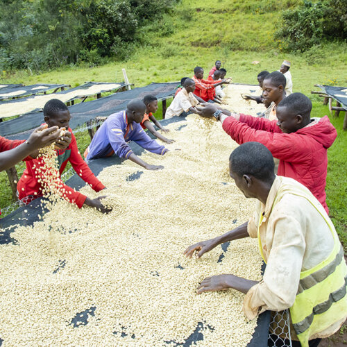 Burundi Karira - Kawa do Dripa