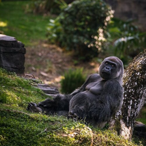 Kawa Uganda Bulambuli to świeżo palona kawa