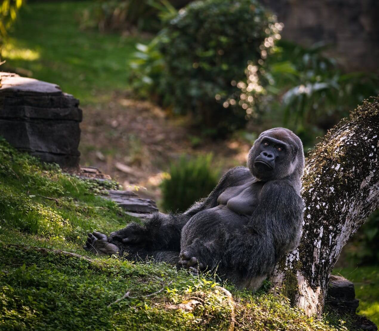 Kawa Uganda Bulambuli to świeżo palona kawa