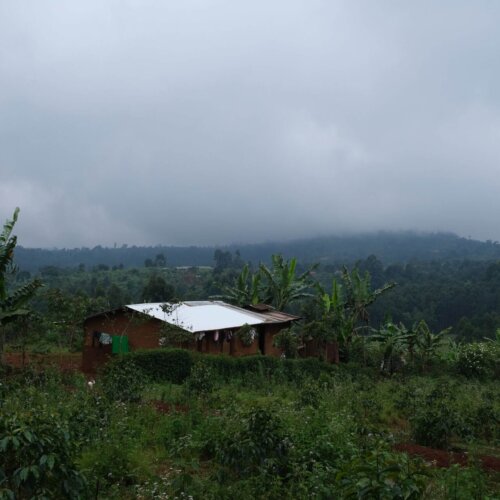 Kawa Uganda Bulambuli to świeżo palona kawa, idealna do ekspresu, która pochodzi z malowniczych stoków góry Elgon, a dokładnie z regionu Bulambuli.