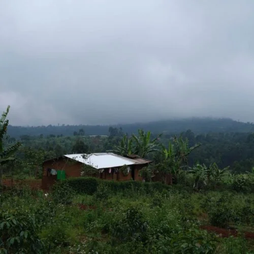 Uganda Bulambuli Espresso, photo 5