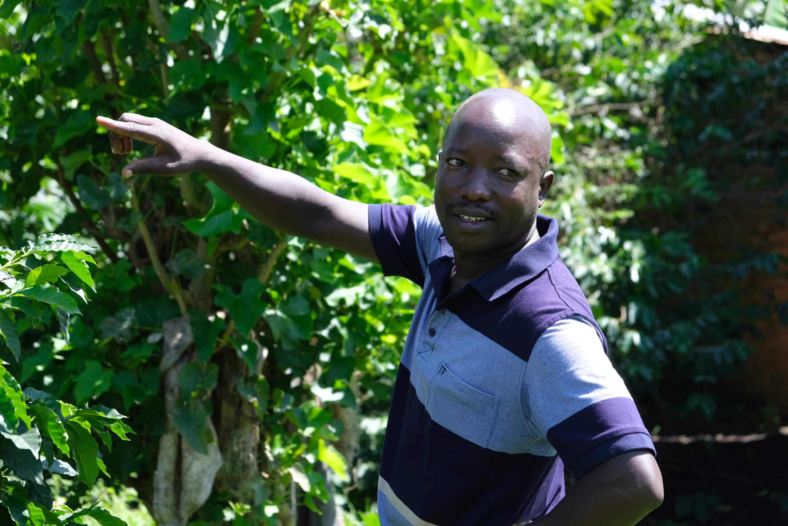 Uganda Bulambuli Espresso - kawa ziarnista do ekspresu | Colbergcoffee - obrazek 7