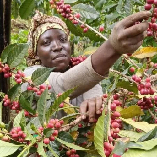 Uganda Bulambuli Espresso, photo 2
