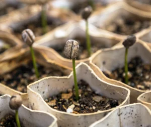 Gleba jako fundament kawowego terroir Gleba odgrywa kluczową rolę w kształtowaniu terroir kawy, czyli zespołu czynników środowiskowych wpływających na jej profil smakowy. Wulkaniczne gleby w regionach takich jak Etiopia i Kostaryka są bogate w minerały, co sprzyja rozwojowi kawowców i może wpływać na złożoność smaków ziaren. Gleba powinna charakteryzować się dobrym drenażem, jednocześnie zachowując odpowiedni poziom wilgoci, co zapewnia optymalne warunki wzrostu roślin. Skład chemiczny gleb