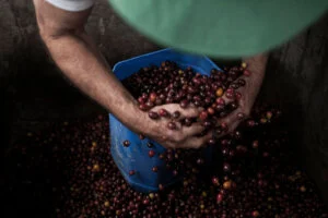 What makes a good coffee roastery?