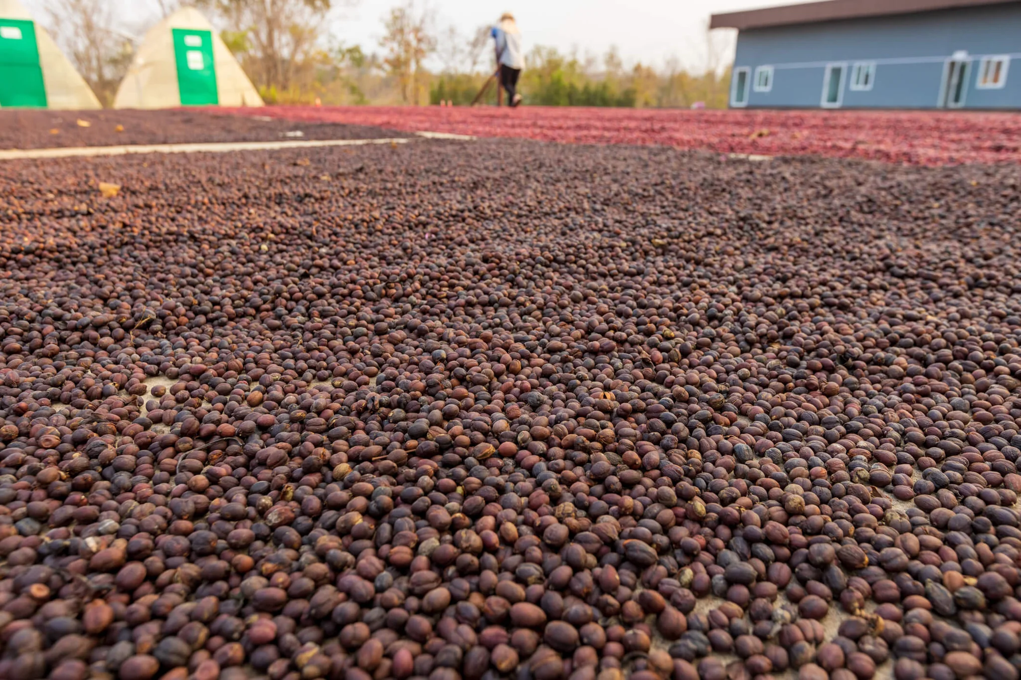 Metoda naturalna, zwana także suchą, jest jedną z najstarszych technik przetwarzania kawy. Owoce kawowca są suszone w całości, co pozwala cukrom i aromatom miąższu przeniknąć do ziaren. Ta metoda jest szczególnie popularna w regionach o suchym klimacie, takich jak Etiopia czy Brazylia.