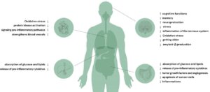 Matcha zawiera ogromną ilość antyoksydantów, takich jak katechiny (zwłaszcza EGCG), które pomagają zwalczać wolne rodniki, chroniąc komórki przed uszkodzeniami i wspierając zdrowie skóry. Regularne spożywanie matchy może przyczyniać się do zmniejszenia oznak starzenia, poprawy elastyczności skóry oraz ochrony przed szkodliwym wpływem promieni UV.