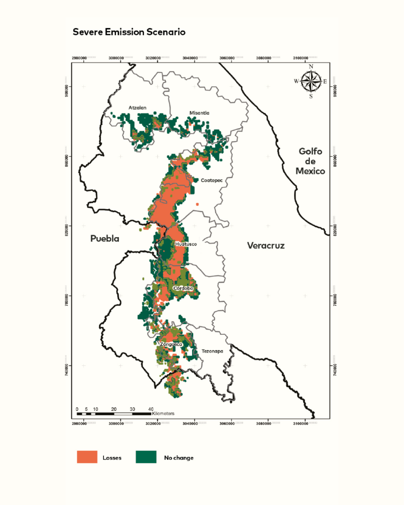 Rysunek 4.
Zmiany w przydatności (zdolności) do produkcji kawy o kwiatowym smaku w obszarach upraw kawy w centralnym Veracruz do roku 2039, w dwóch scenariuszach emisji: umiarkowanym (po lewej) i ekstremalnym (po prawej). Jasnozielony kolor oznacza obszary, które zyskają odpowiednie warunki do produkcji kwiatowego smaku, pomarańczowy przedstawia obszary, które stracą tę zdolność, a ciemnozielony wskazuje regiony, w których nie przewiduje się zmian.