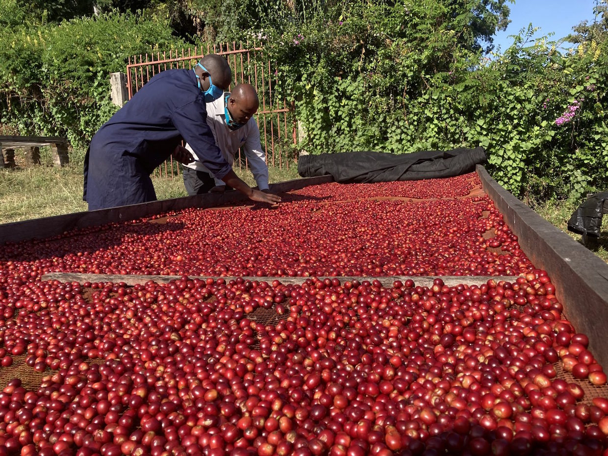 Tanzania jest jednym z najważniejszych producentów kawy w Afryce Wschodniej. Dzięki tropikalnemu klimatowi, bogatej glebie i tradycjom upraw, kawa z tego regionu jest znana na całym świecie. Kultura kawowa w Tanzanii rozwija się od ponad stu lat, a produkcja opiera się głównie na niewielkich, rodzinnych plantacjach. Kawa z Tanzanii wyróżnia się zrównoważonym smakiem i bogatym aromatem, odzwierciedlającym różnorodność przyrody tego kraju. 