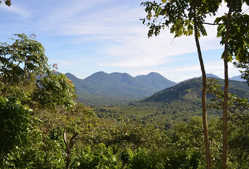 Odkryj wyjątkowy smak kawy Salwador Finca El Cerro Pacamara Anaerobic Filter – idealnej dla miłośników kawy specialty. Ta wyjątkowa kawa pochodzi z plantacji Finca El Cerro, która od pięciu