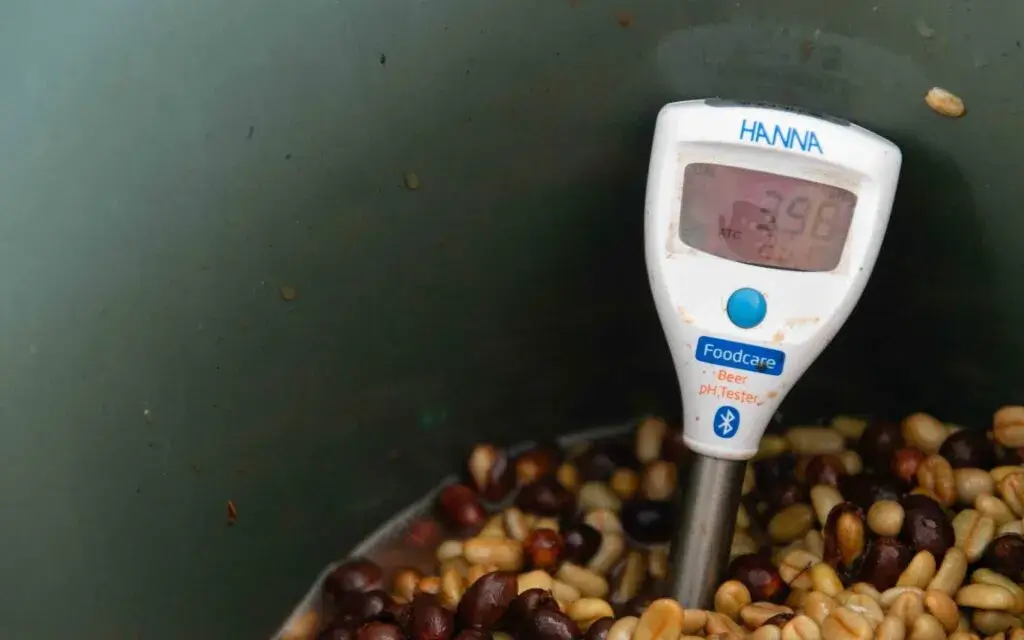 lactic fermentation coffee