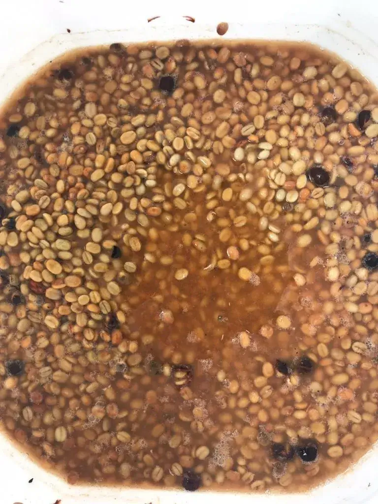 Fermentacja kawy w plastikowej beczce