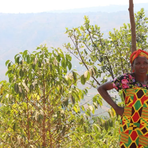 IMG 0530 Rwanda Nova Red Bourbon Peaberry Natural | Specialty Light Roasted 200 g