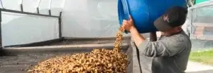 Nowoczesne metody fermentacji kawy – co warto wiedziec Nowoczesne metody obróbki kawy - ferment