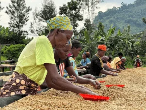 Rwanda Nova: jasno palona kawa specialty z realnym wpływem społecznym
