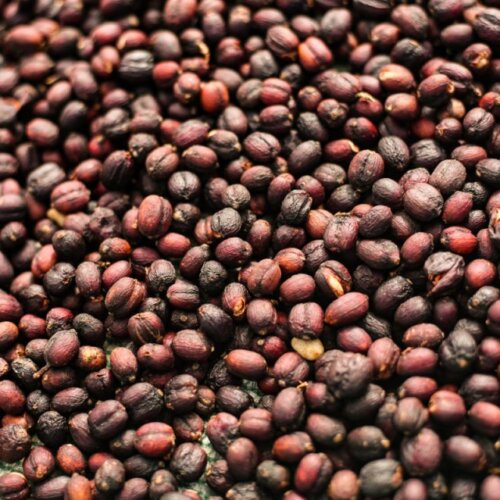 Gafisse Dry 3 min 640x640 1 Etiopia Shantawene Gafisse | Specialty Light Roasted 200 g