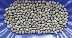 What is peaberry coffee?
