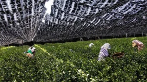 Japan's matcha shortage: demand is outpacing supply