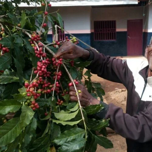 Kawa Kamerun Boyo z gór północnego Kamerunu. Naturalnie uprawiana arabika o profilu czekolada, marcepan i agrest. Idealna do przelewu, espresso i kawiarki. Poznaj wyjątkowy smak ziaren z regionu Boyo i odkryj kawę spoza utartych kierunków.
