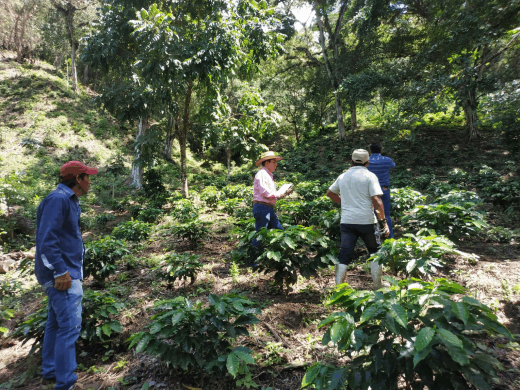 El Tucan Decaf to nie jest byle jaka kawa po odjęciu kofeiny. Pochodzi z górskich plantacji w stanie Chiapas – rejonie słynącym ze
