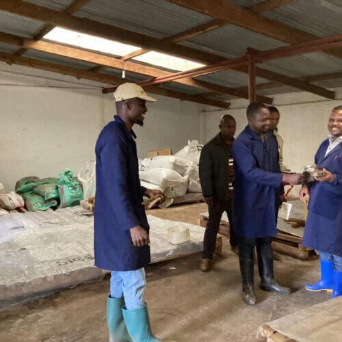 Tanzania Kent AA Ngila Estate - kawa przelewowa