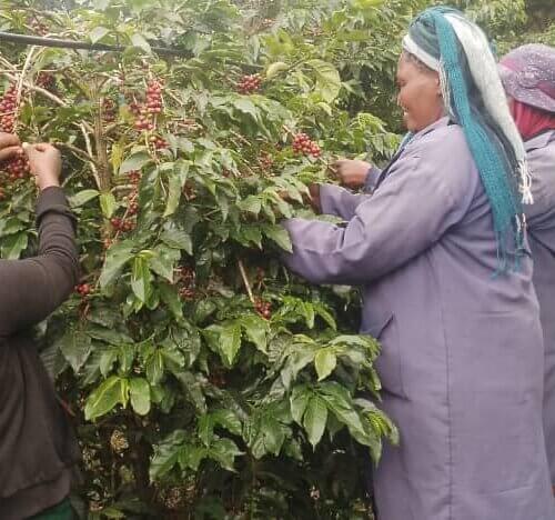 Alternative view of Tanzania Ngila Estate Kent 250 g