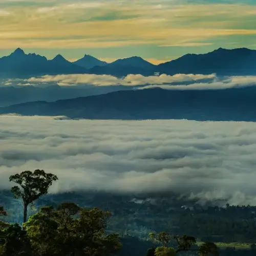 Papua Wahgi Valley Espresso