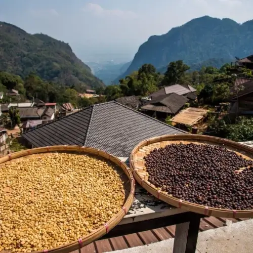 Malawi Ngapani Estate - kawa ziarnista do ekspresu | Colbergcoffee - obrazek 5